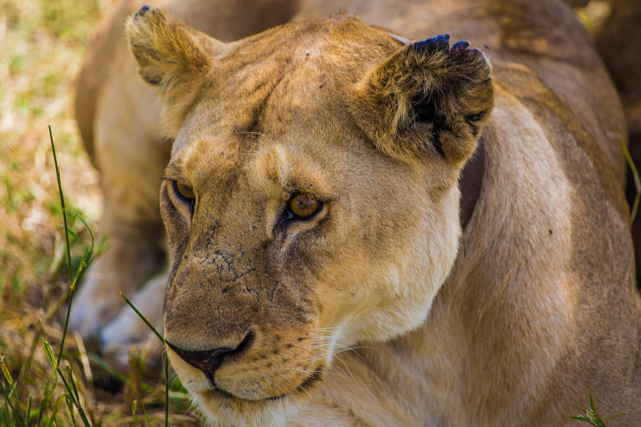 Tanzania