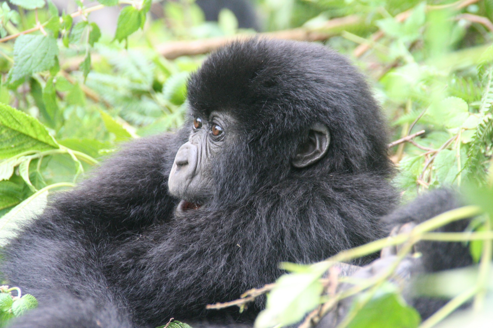RWANDA SAFARIS