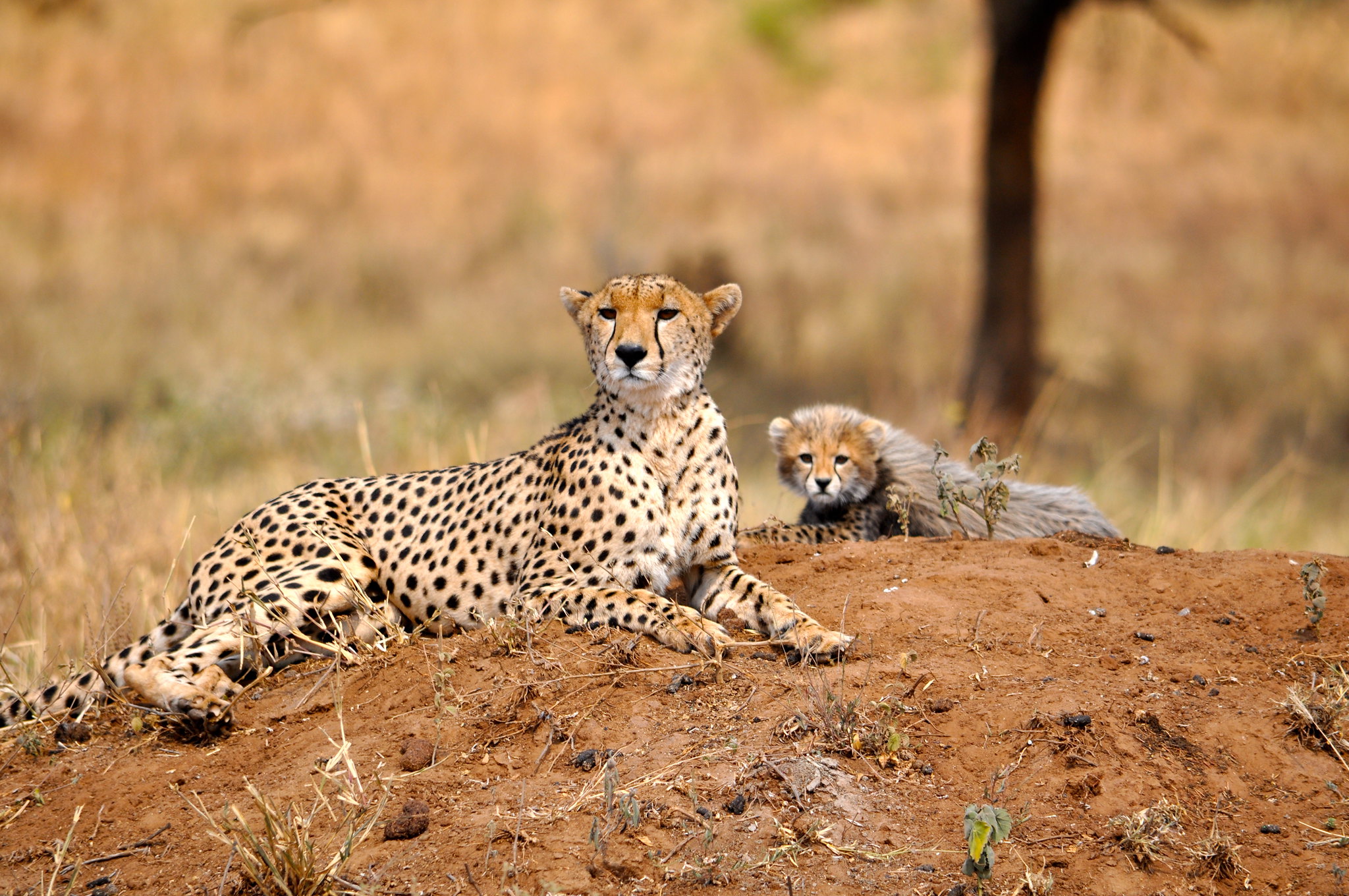 KENYA SAFARIS